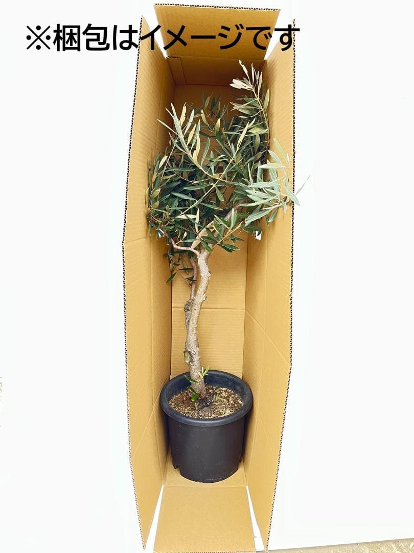オリーブの木 ルッカ 10号 約200cm K-364 人気品種 現品掲載 - メルカリ