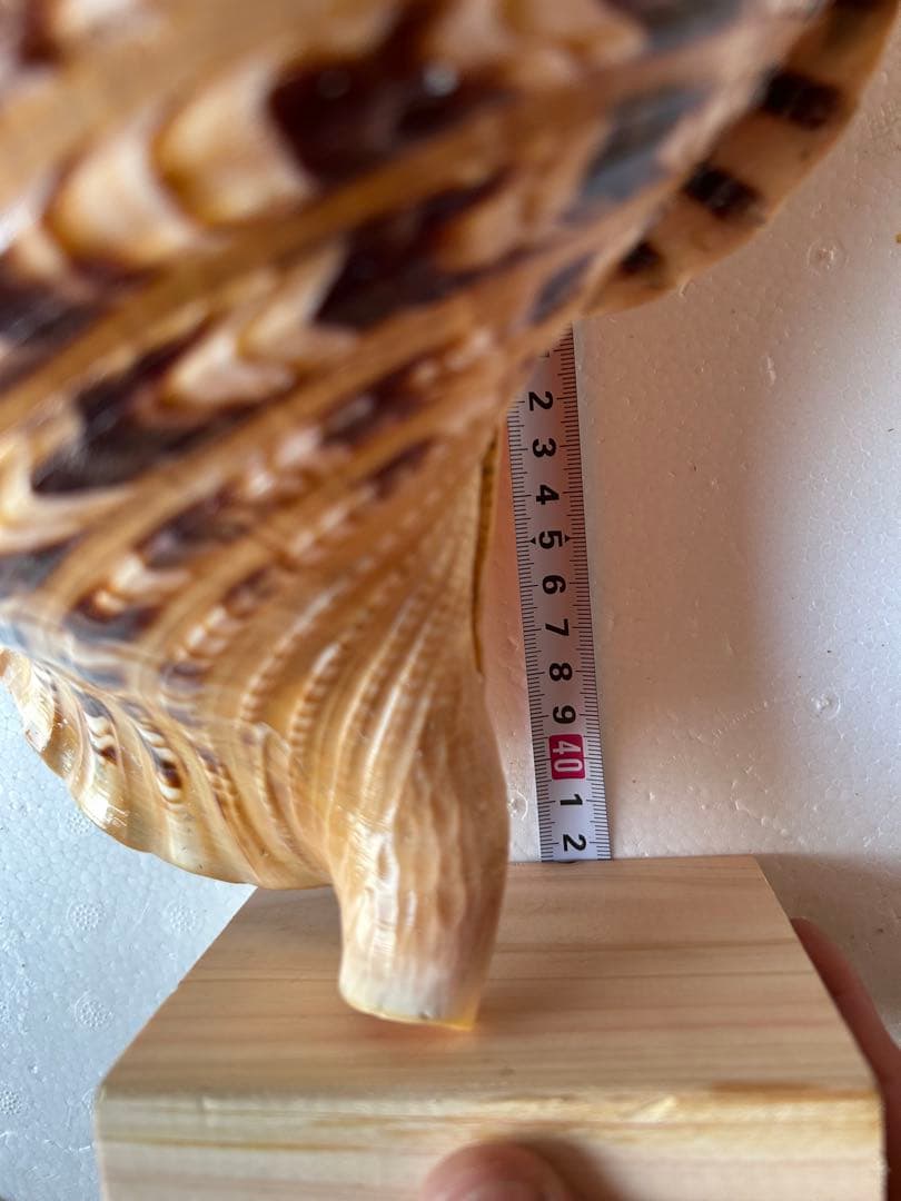 法螺貝　45.5cm 蓋付(直線42.3)