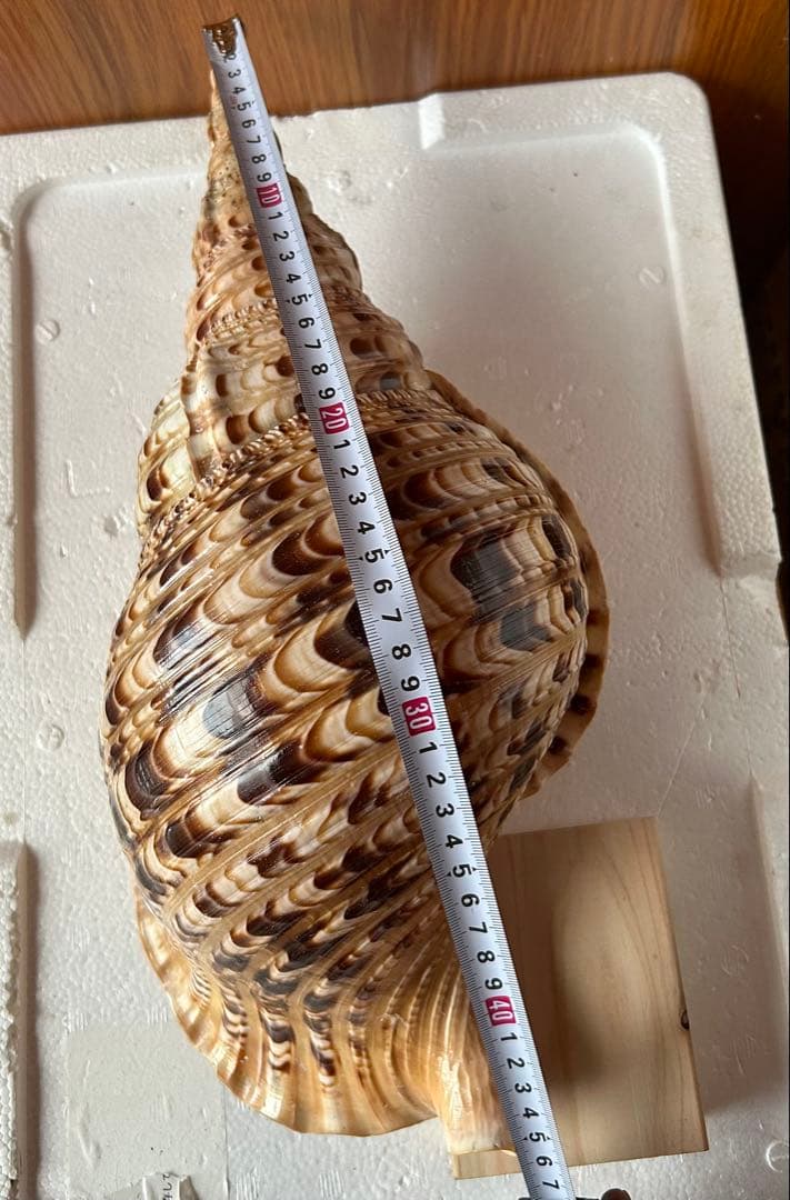 法螺貝　45.5cm 蓋付(直線42.3)