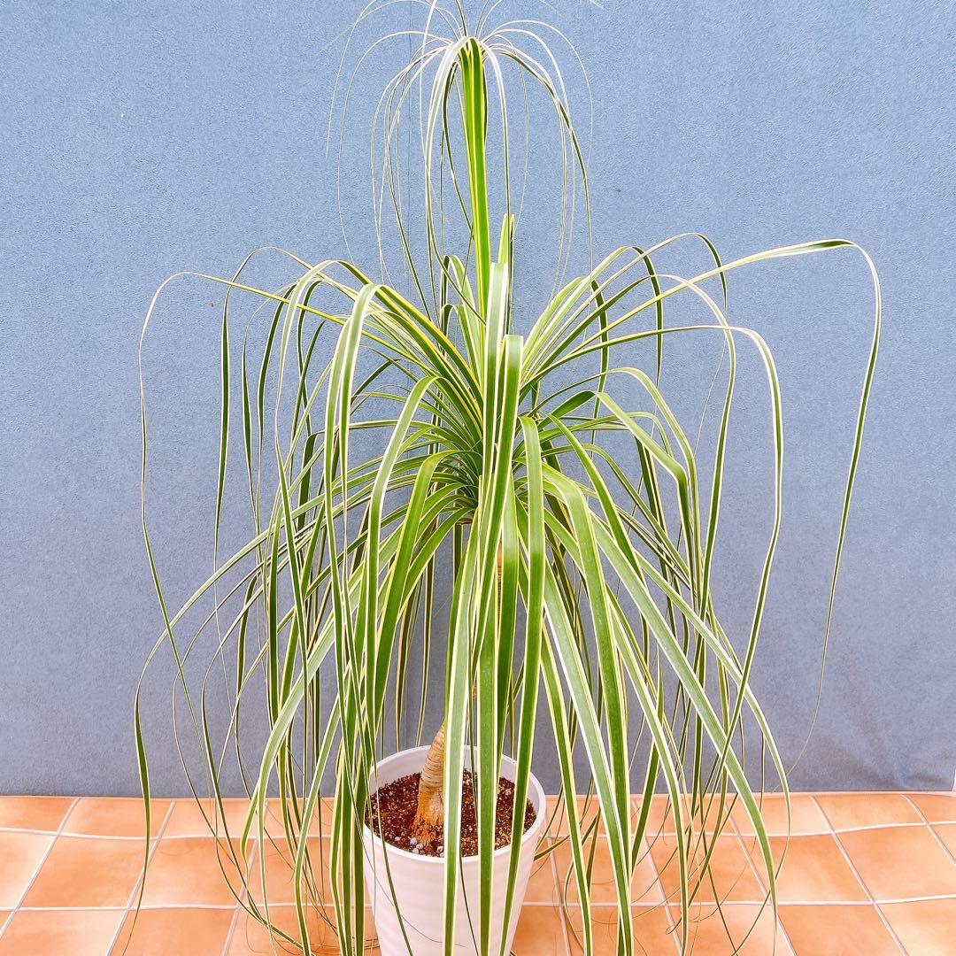 現品　トックリラン　ノリナ　斑入り　26番　トックリラン斑入り　観葉植物