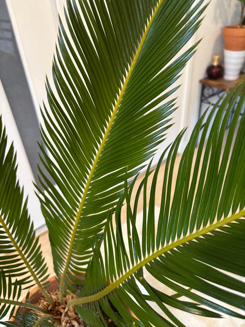 【美形】 蘇轍　ソテツ　　ドライガーデン