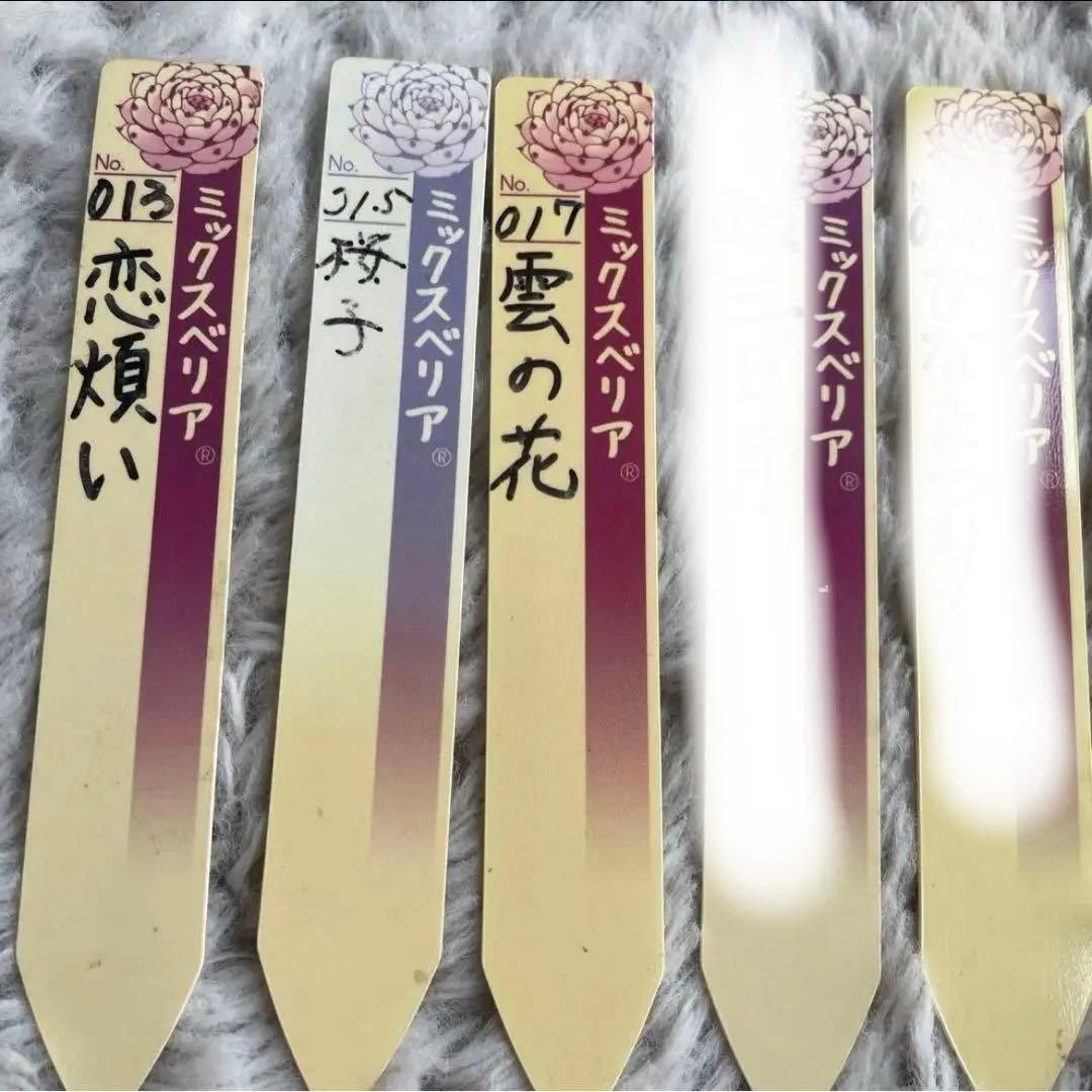 ミックスベリア　札　おらいさん❗️ご相談下さい