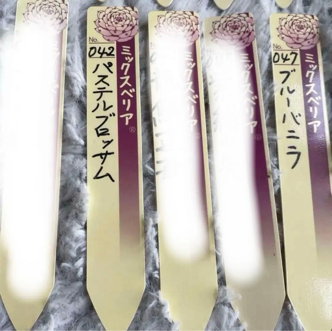 ミックスベリア　札　おらいさん❗️ご相談下さい