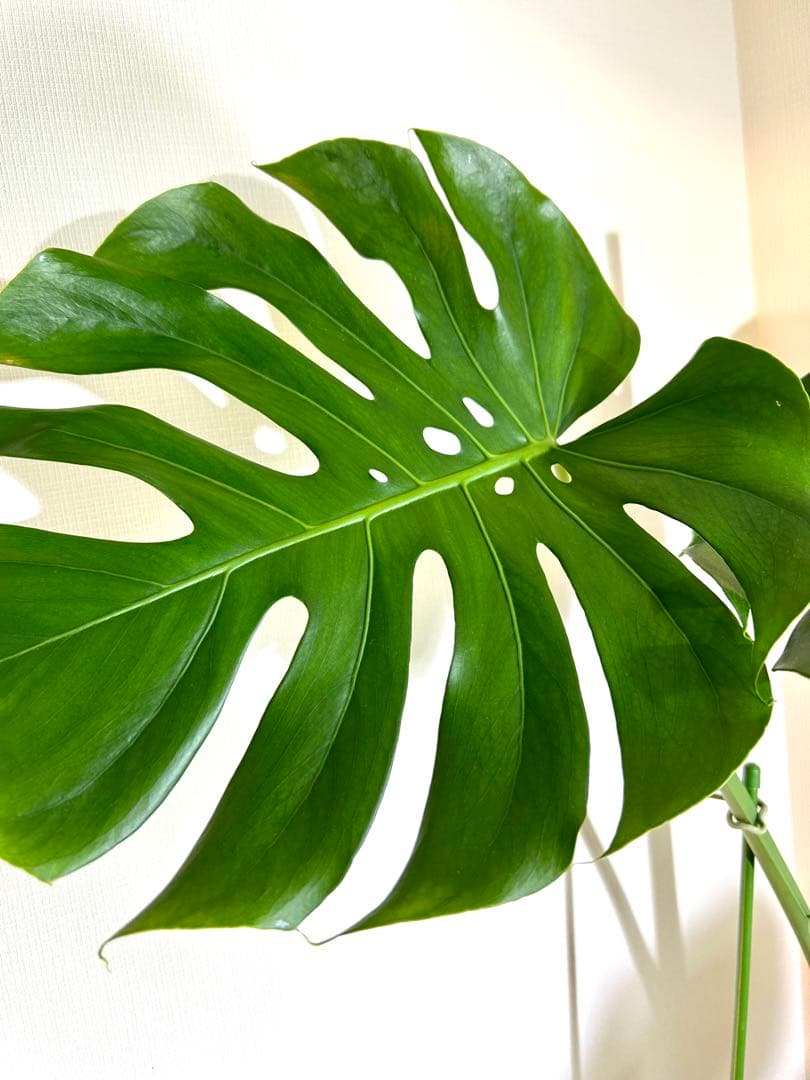 引取特価】【幹立木質化】破格！モンステラ約100cm 7号鉢 - メルカリ