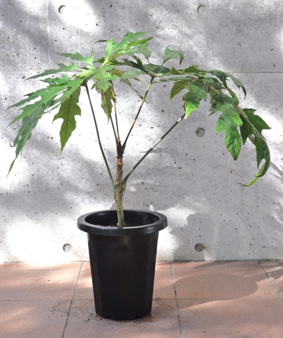 トレベシア 8号 75cm