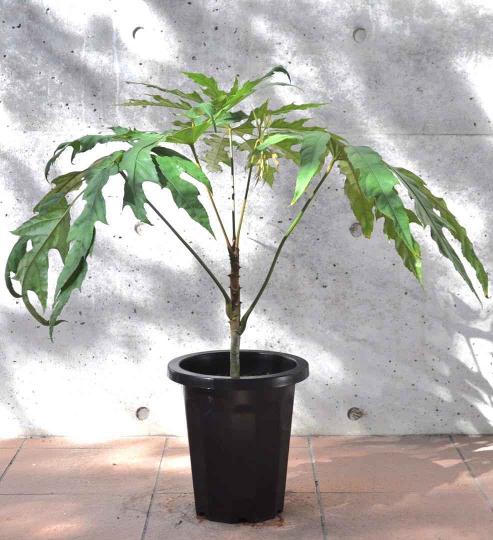 トレベシア 8号 75cm