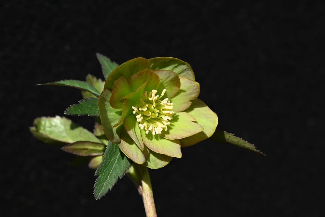 クリスマスローズ　珍品！Wild　Collectionマリアルーベンス　加藤農園