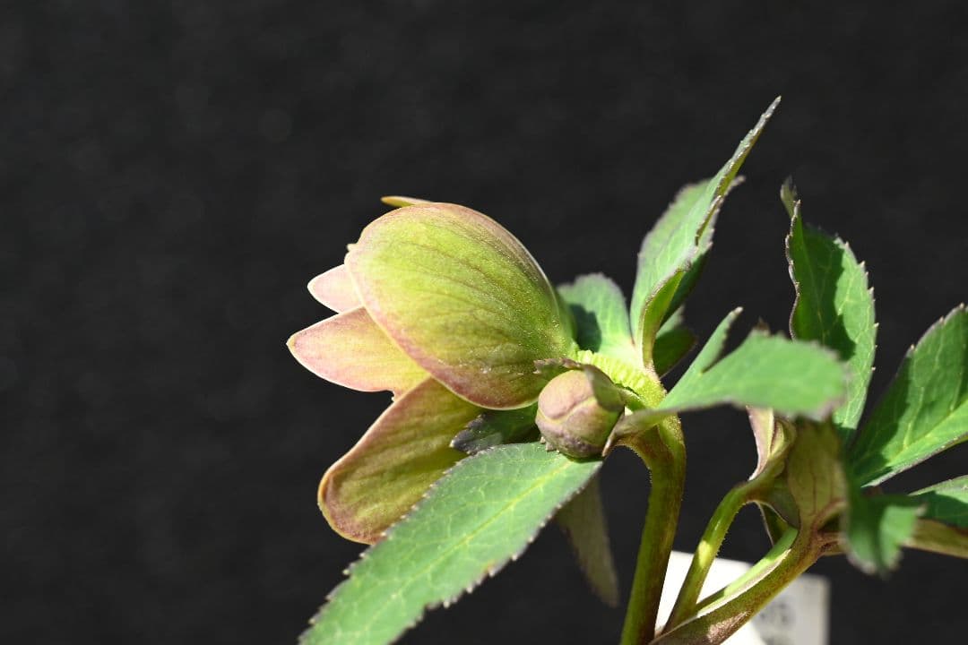 クリスマスローズ　珍品！Wild　Collectionマリアルーベンス　加藤農園