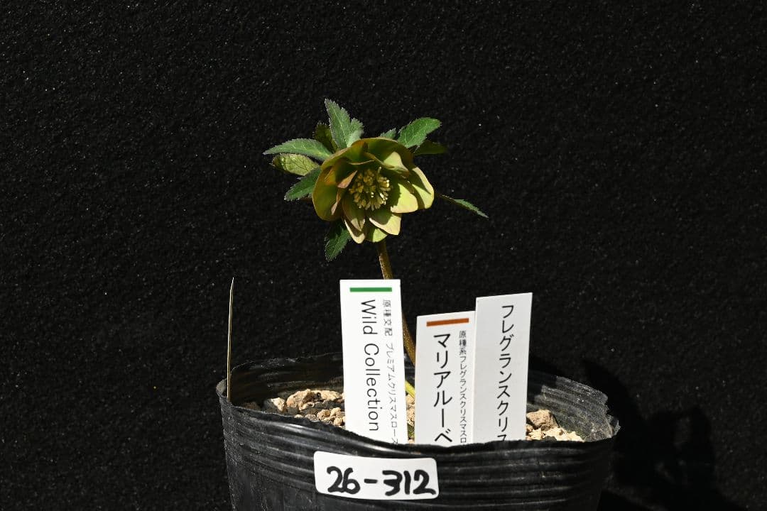 クリスマスローズ　珍品！Wild　Collectionマリアルーベンス　加藤農園