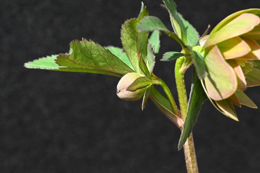 クリスマスローズ　珍品！Wild　Collectionマリアルーベンス　加藤農園