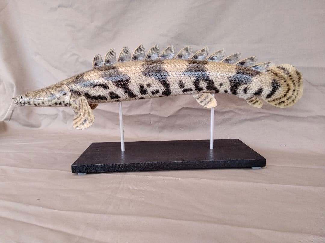 ハンドメイド　50cmポリプテルス　フィギュア　レプリカ　熱帯魚　古代魚