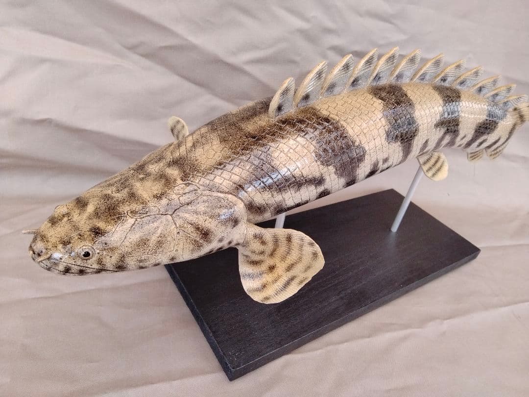 ハンドメイド　50cmポリプテルス　フィギュア　レプリカ　熱帯魚　古代魚