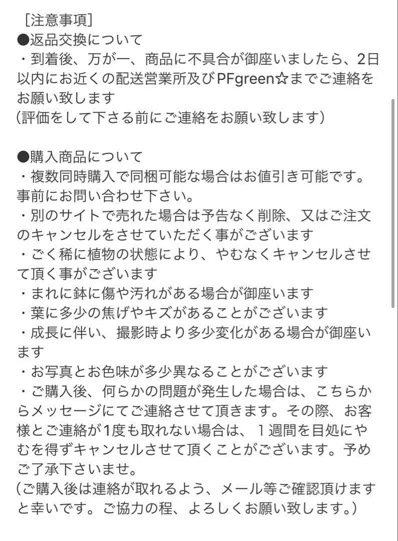 ［現品］37番　創樹　オリーブ　ピクアル　7号　大型　屋外　オリーブの木　人気