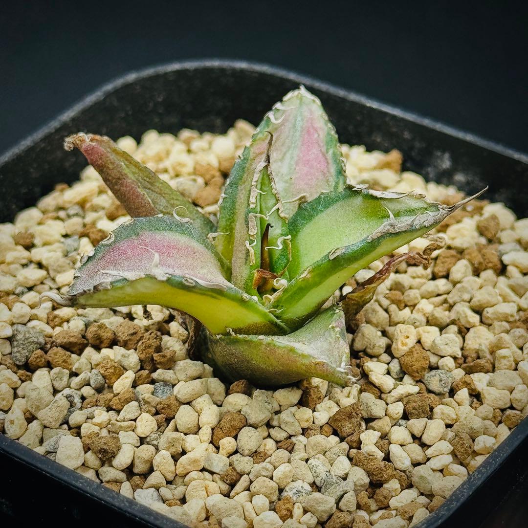 棘界/アガベ/チタノタ/凱撒錦/シーザー錦/白中斑 - メルカリ