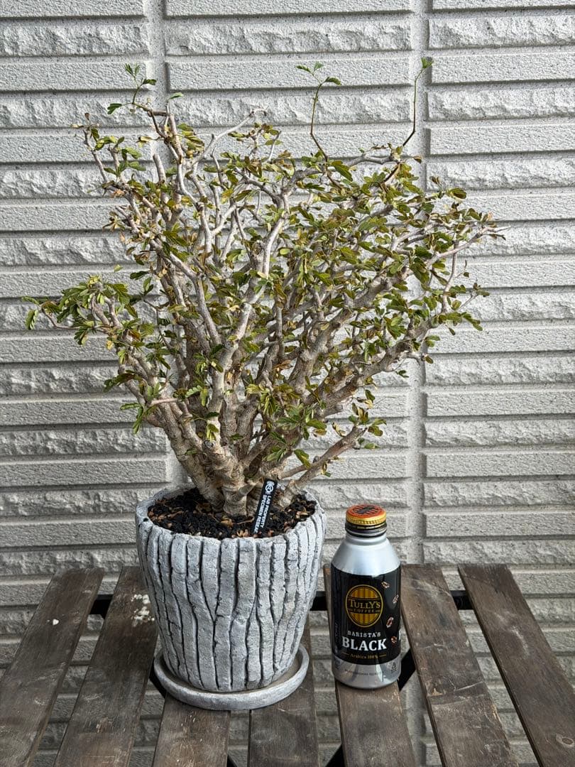 大きめセンナメリディオナリス