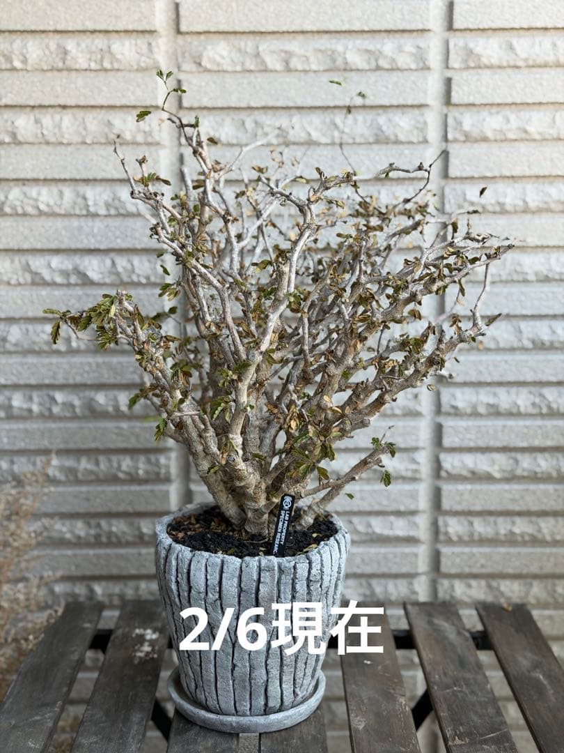 大きめセンナメリディオナリス