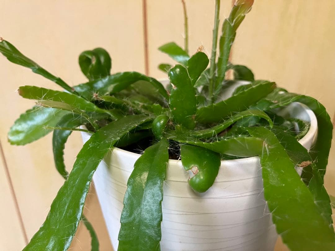 黒松 盆栽 7号鉢つき 石抱き根上がり仕立て❗ え