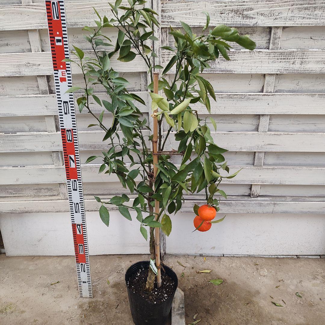 みはや 4年生 苗木 登録品種 実つき！ - メルカリ