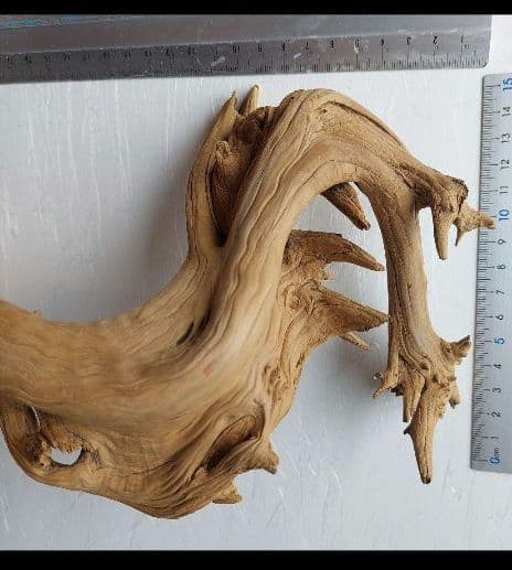 変木(龍神木)天然木根、希少、珍品、一点物❗