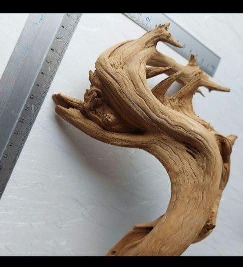 変木(龍神木)天然木根、希少、珍品、一点物❗