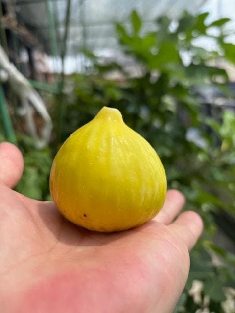 イチジクの剪定枝　 挿し木　接木　穂木