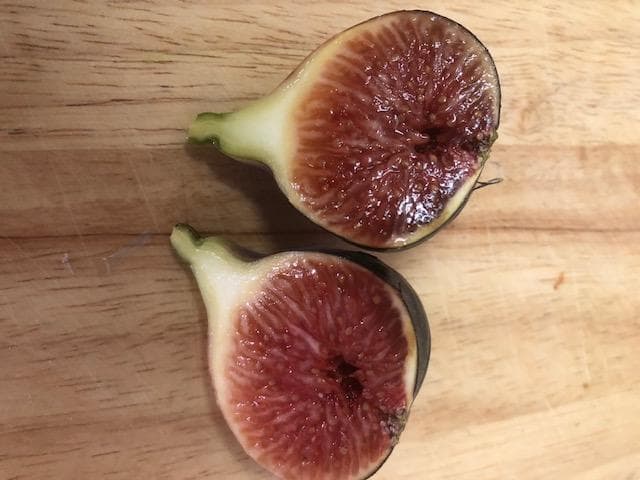 イチジクの剪定枝　 挿し木　接木　穂木