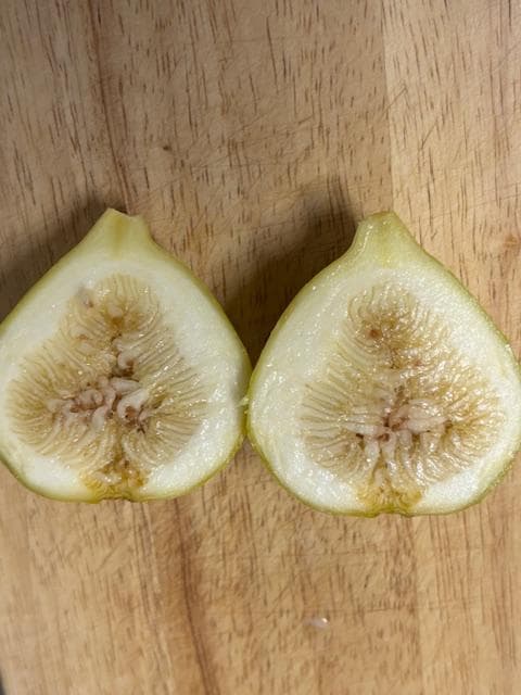 イチジクの剪定枝　 挿し木　接木　穂木