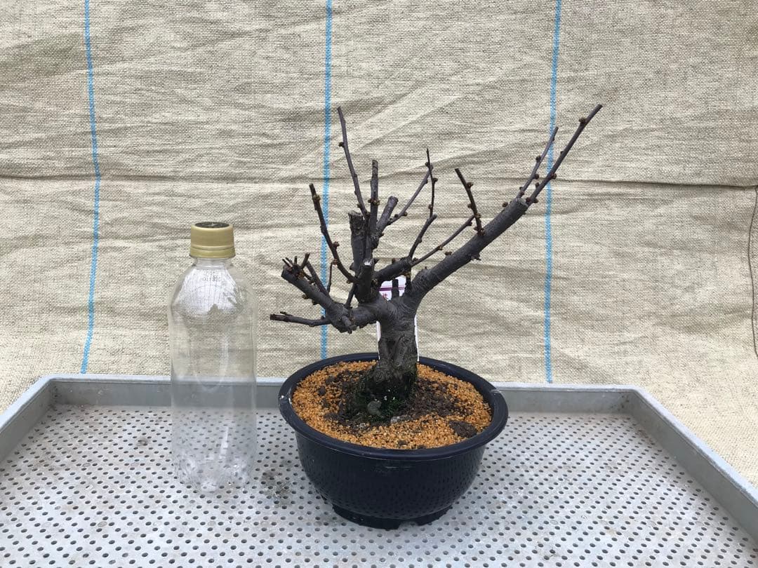 瓜(ボケ)・放春花 6寸 5品種セット②