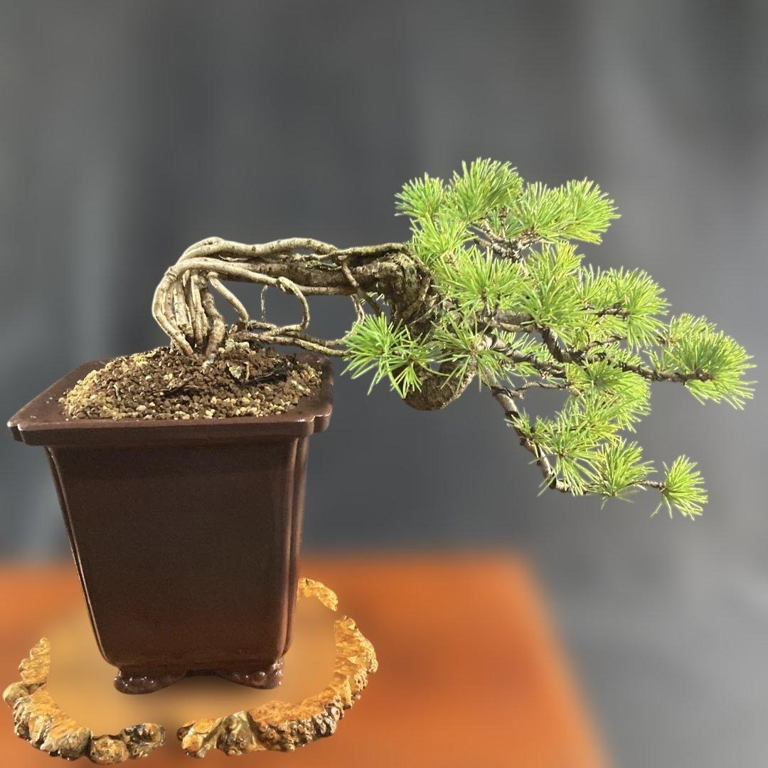 根上がり、赤石五葉松、懸崖、40年強 目立った傷汚れなし