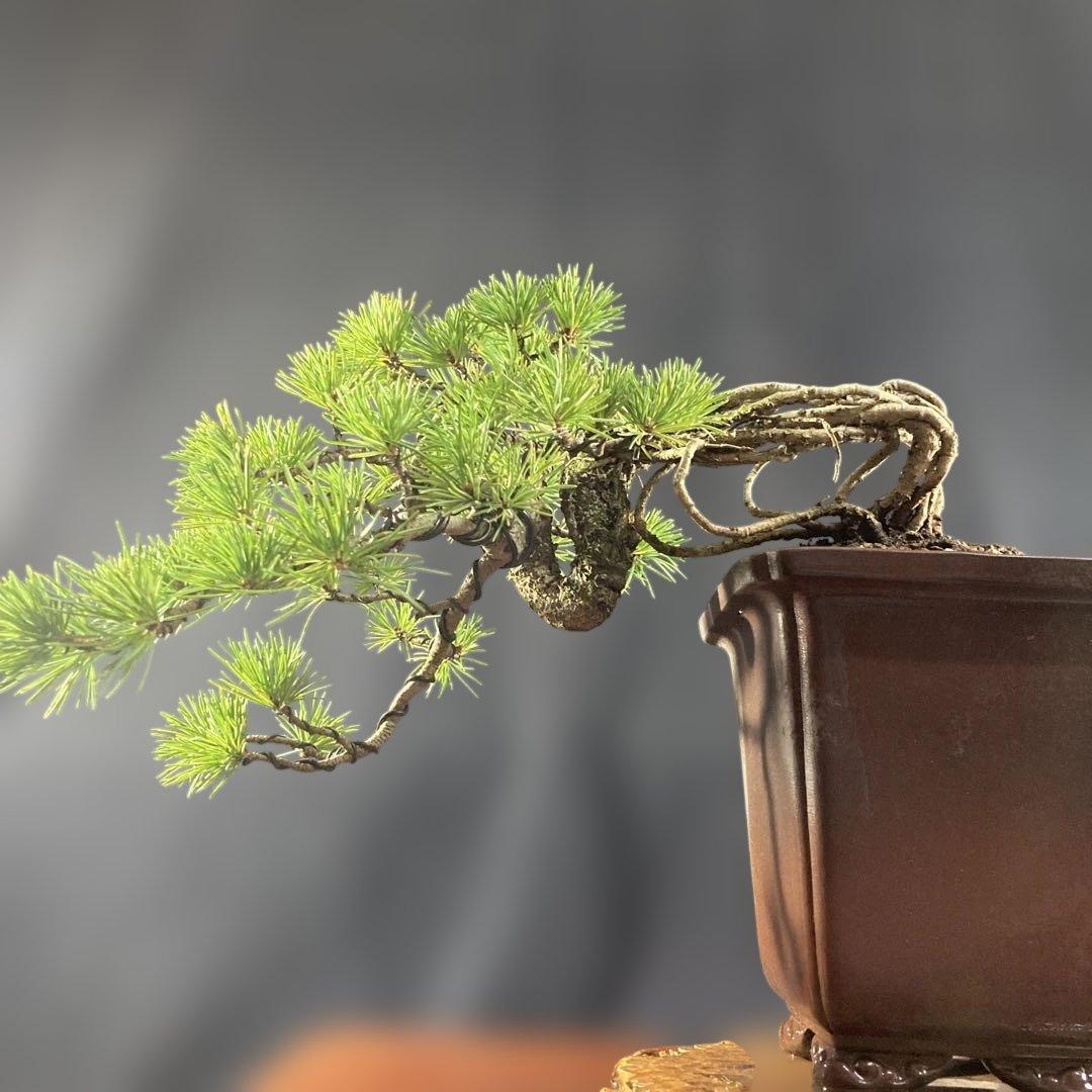 根上がり、赤石五葉松、懸崖、40年強 目立った傷汚れなし