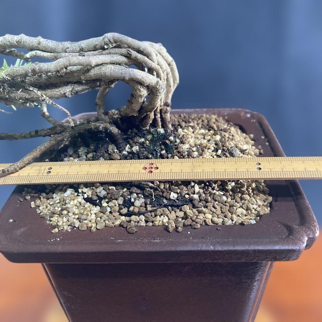 根上がり、赤石五葉松、懸崖、40年強 目立った傷汚れなし