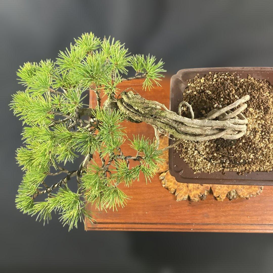 根上がり、赤石五葉松、懸崖、40年強 目立った傷汚れなし