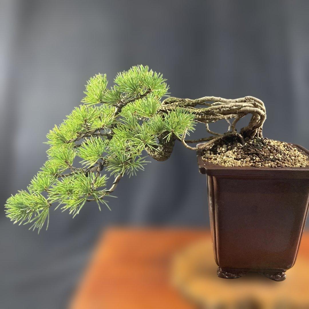 根上がり、赤石五葉松、懸崖、40年強 目立った傷汚れなし