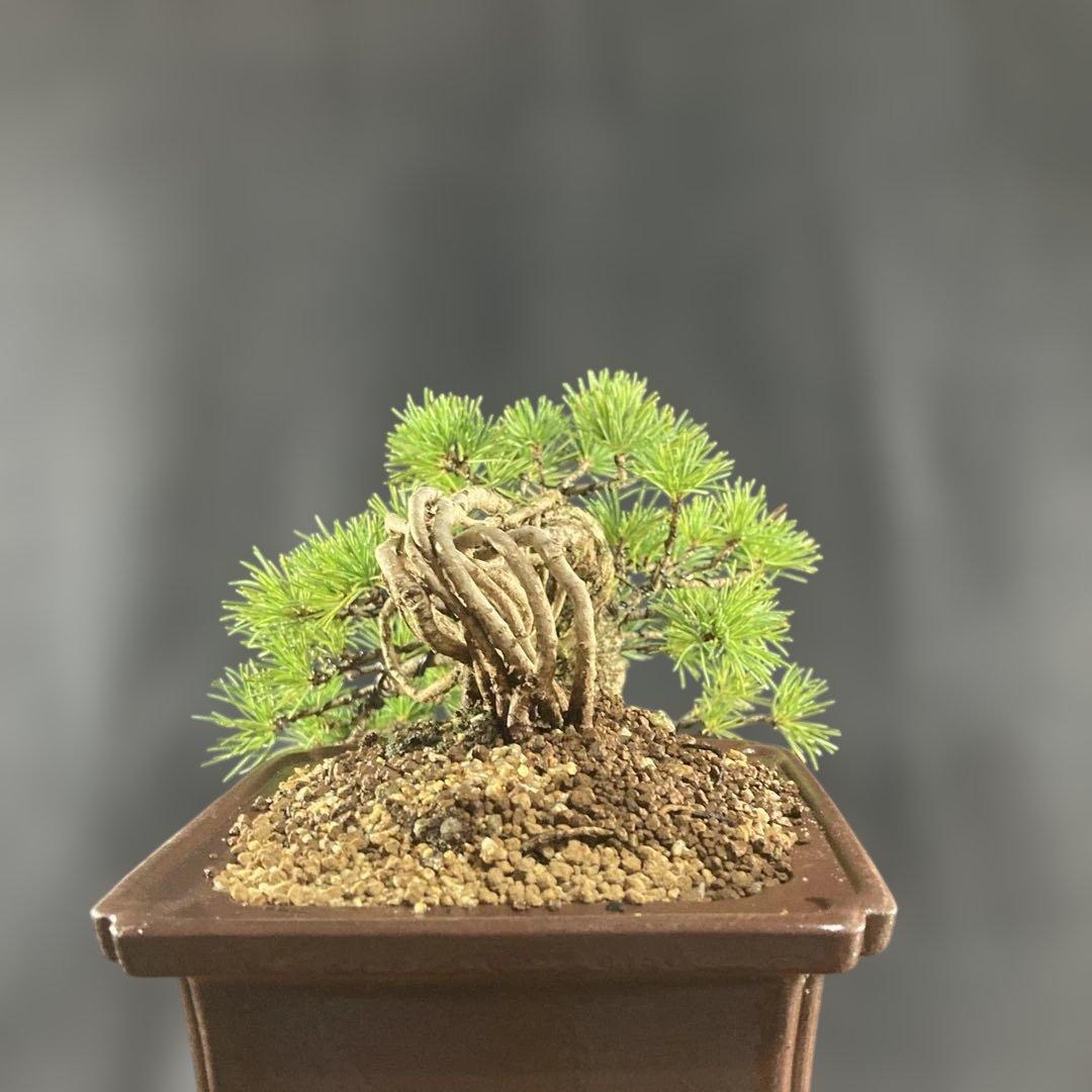 根上がり、赤石五葉松、懸崖、40年強 目立った傷汚れなし