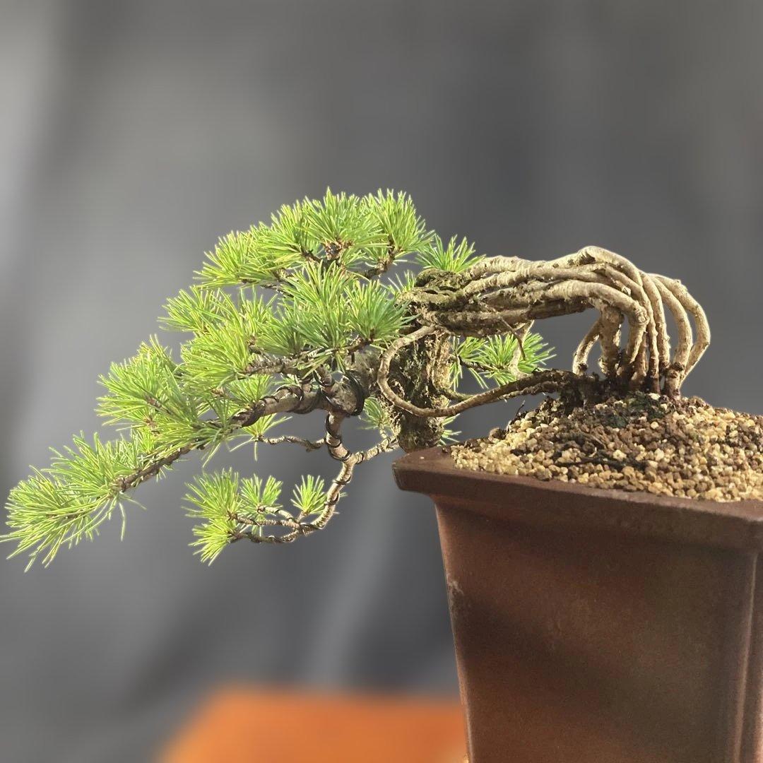 根上がり、赤石五葉松、懸崖、40年強 目立った傷汚れなし