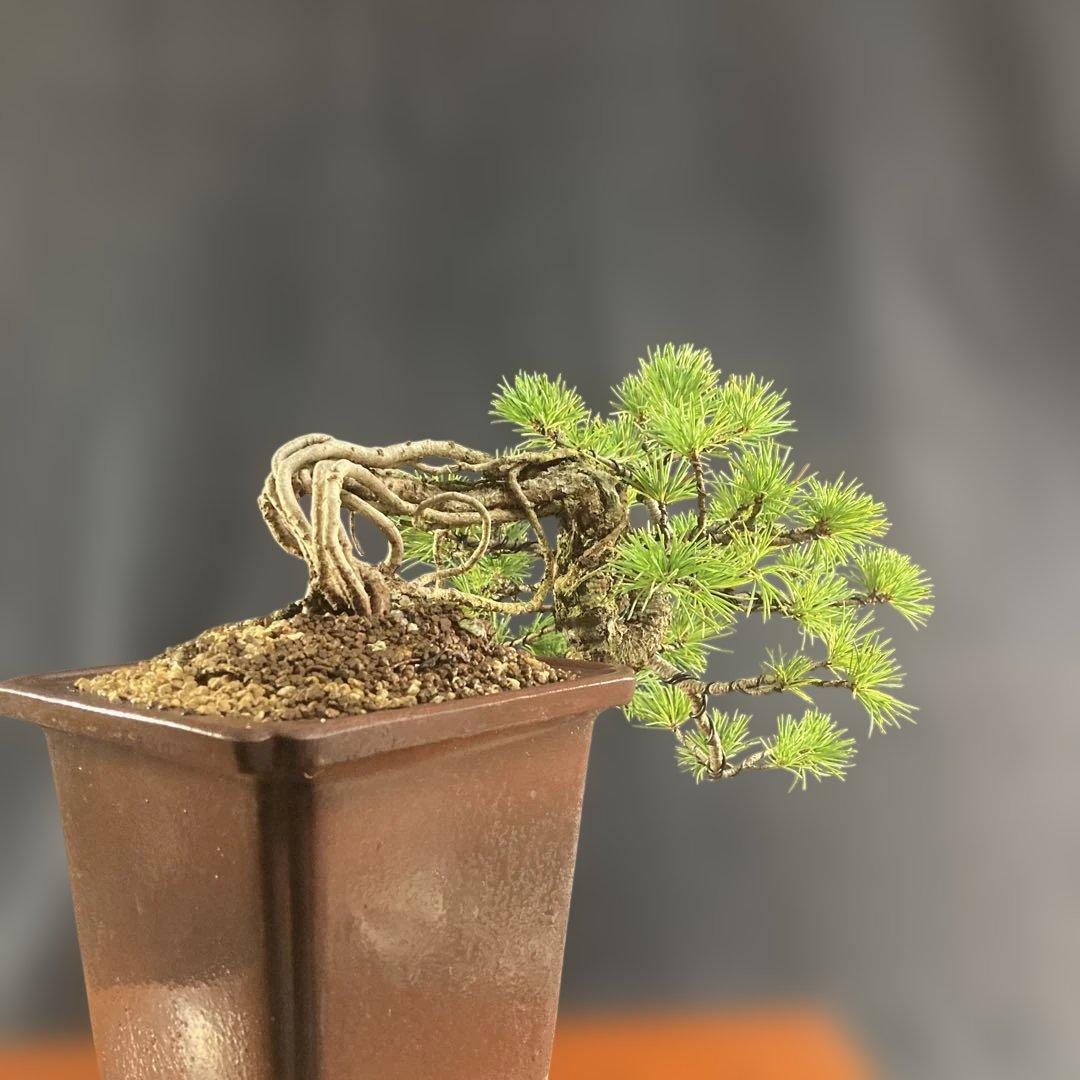 根上がり、赤石五葉松、懸崖、40年強 目立った傷汚れなし