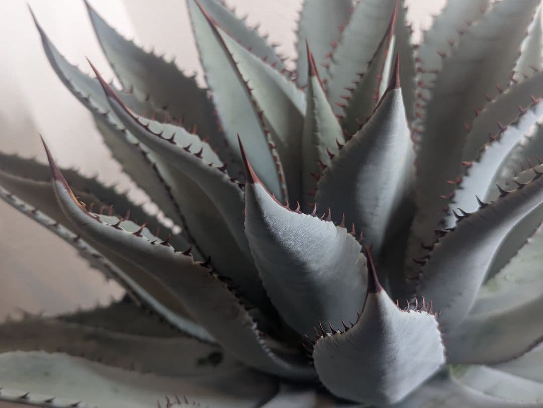 秘蔵株（ブラスポ×イシスメンシス×屈原の舞扇）×グアダラハラナ 発根活着済