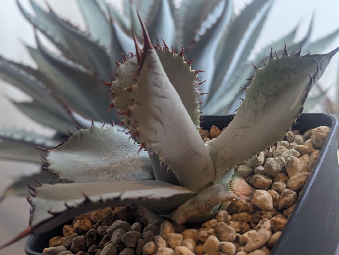 秘蔵株（ブラスポ×イシスメンシス×屈原の舞扇）×グアダラハラナ 発根活着済