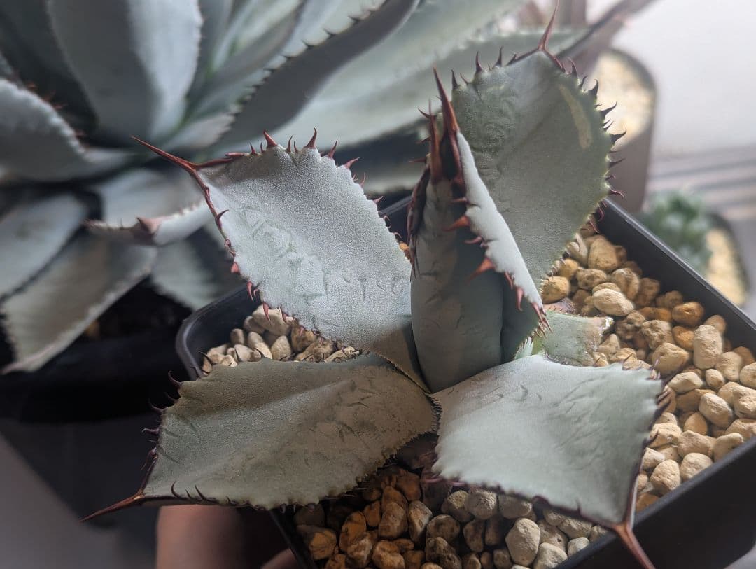 秘蔵株（ブラスポ×イシスメンシス×屈原の舞扇）×グアダラハラナ 発根活着済