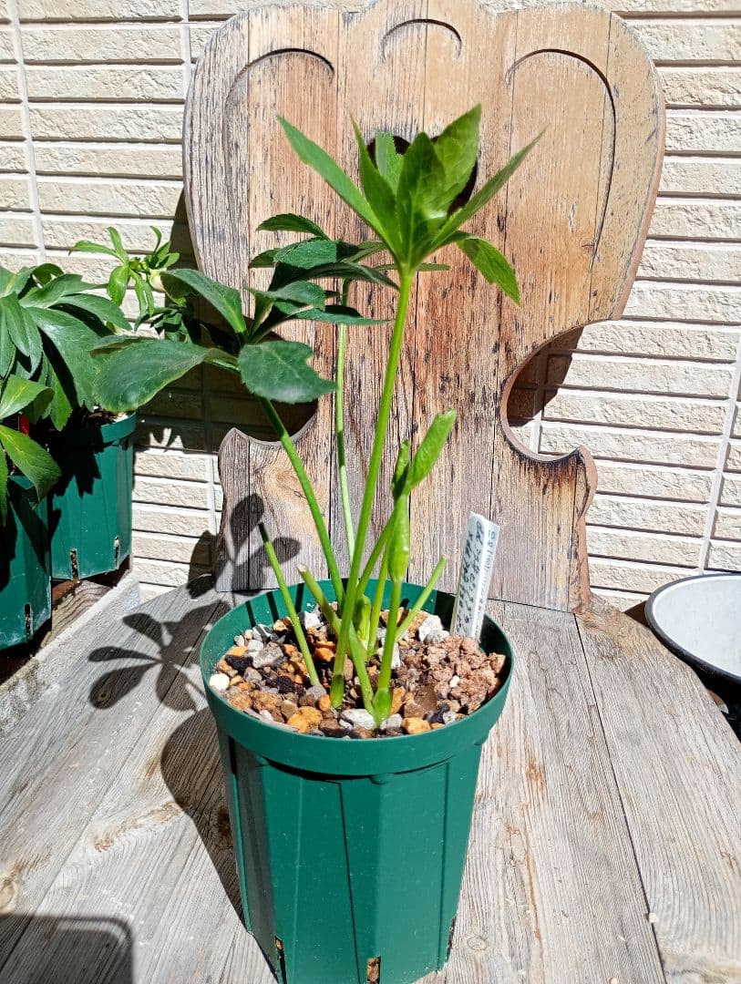 クリスマスローズ dd超多弁ゴールド分株 加藤農園様購入株 - メルカリ