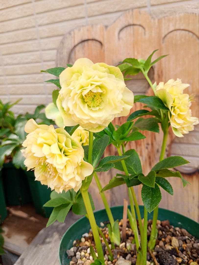 クリスマスローズ dd超多弁ゴールド分株 加藤農園様購入株 - メルカリ