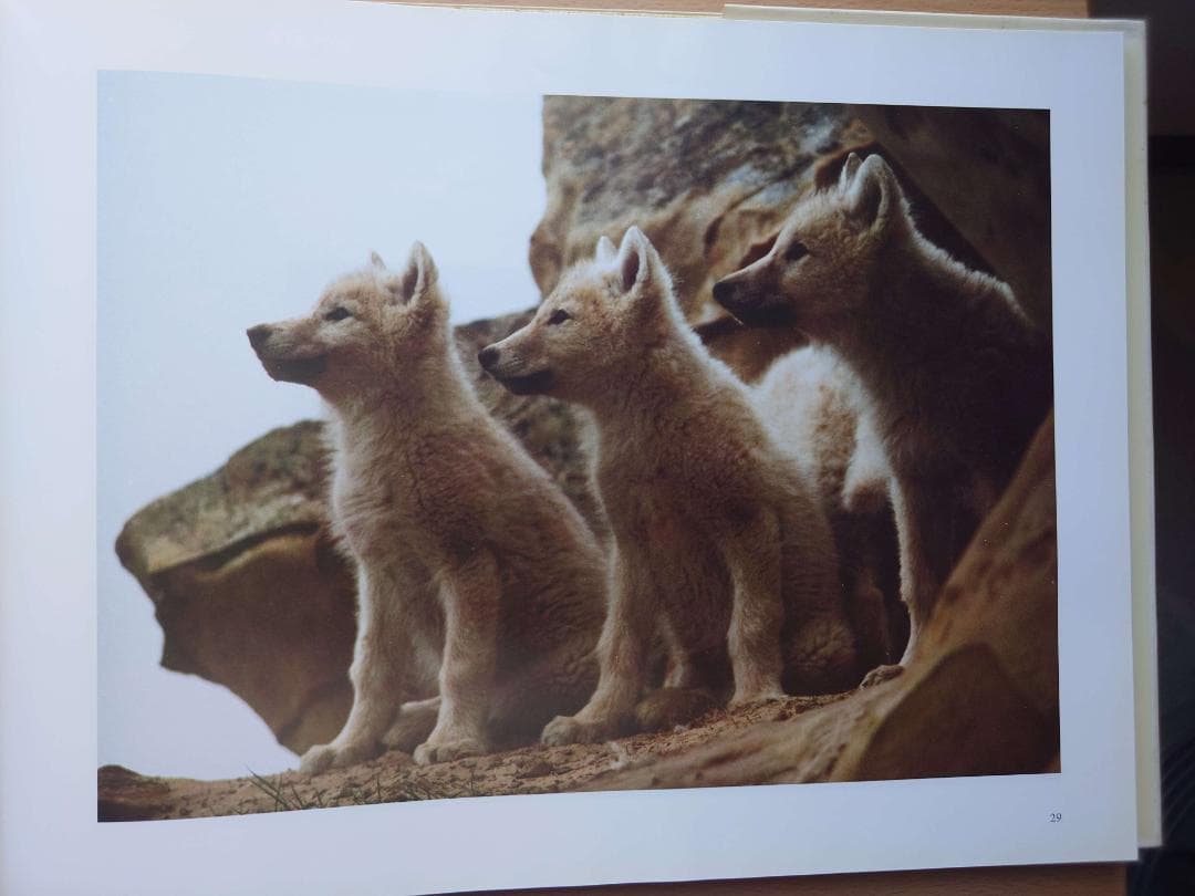 ジム・ブランデンバーグ「白いオオカミ」「ブラザー・ウルフ」絶版