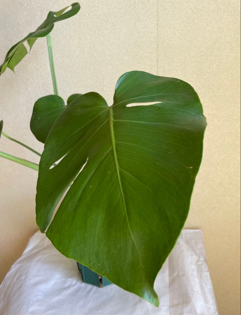 モンステラデリシオーサ 斑入り 実生株 5号ロングポット【鉢ごと発送