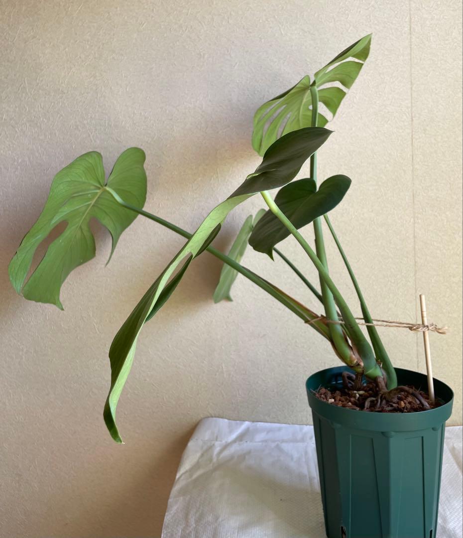 モンステラデリシオーサ 斑入り 実生株 5号ロングポット【鉢ごと発送