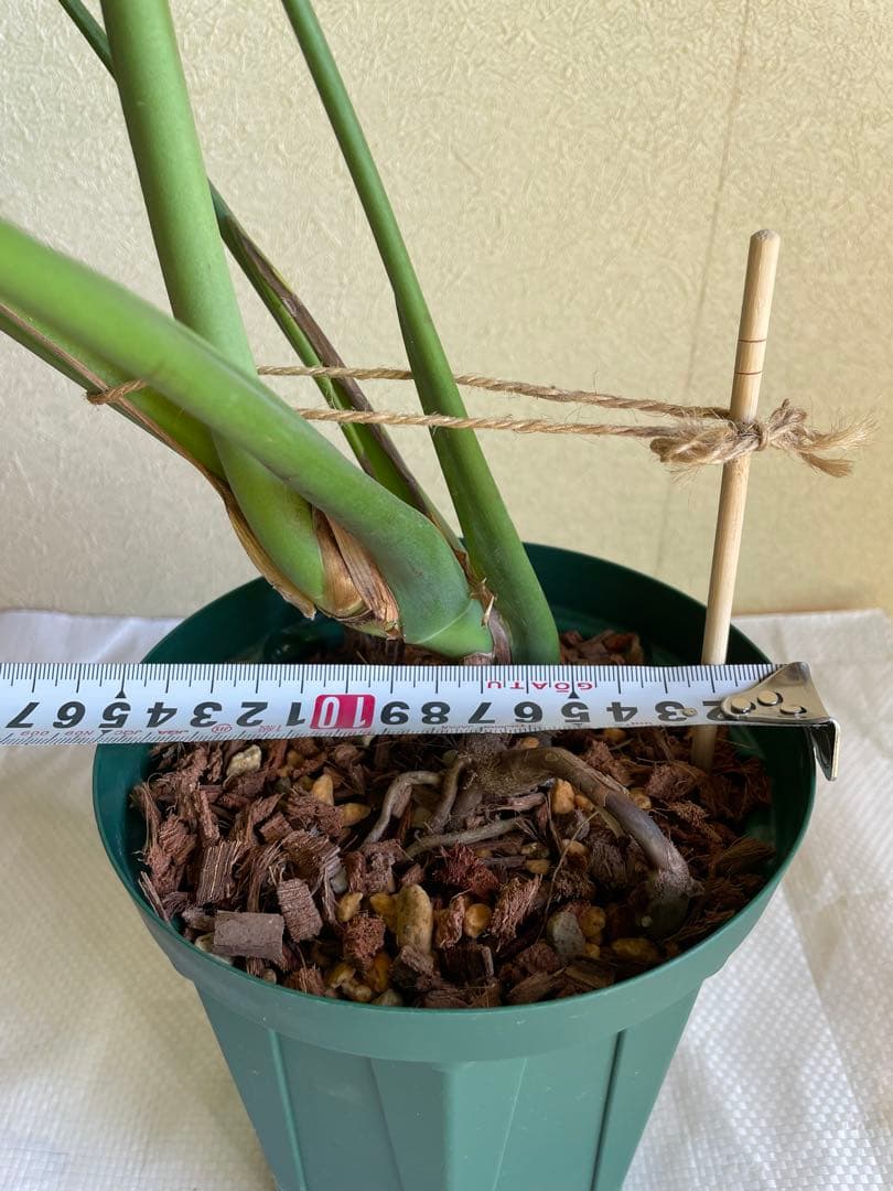 モンステラデリシオーサ 斑入り 実生株 5号ロングポット【鉢ごと発送