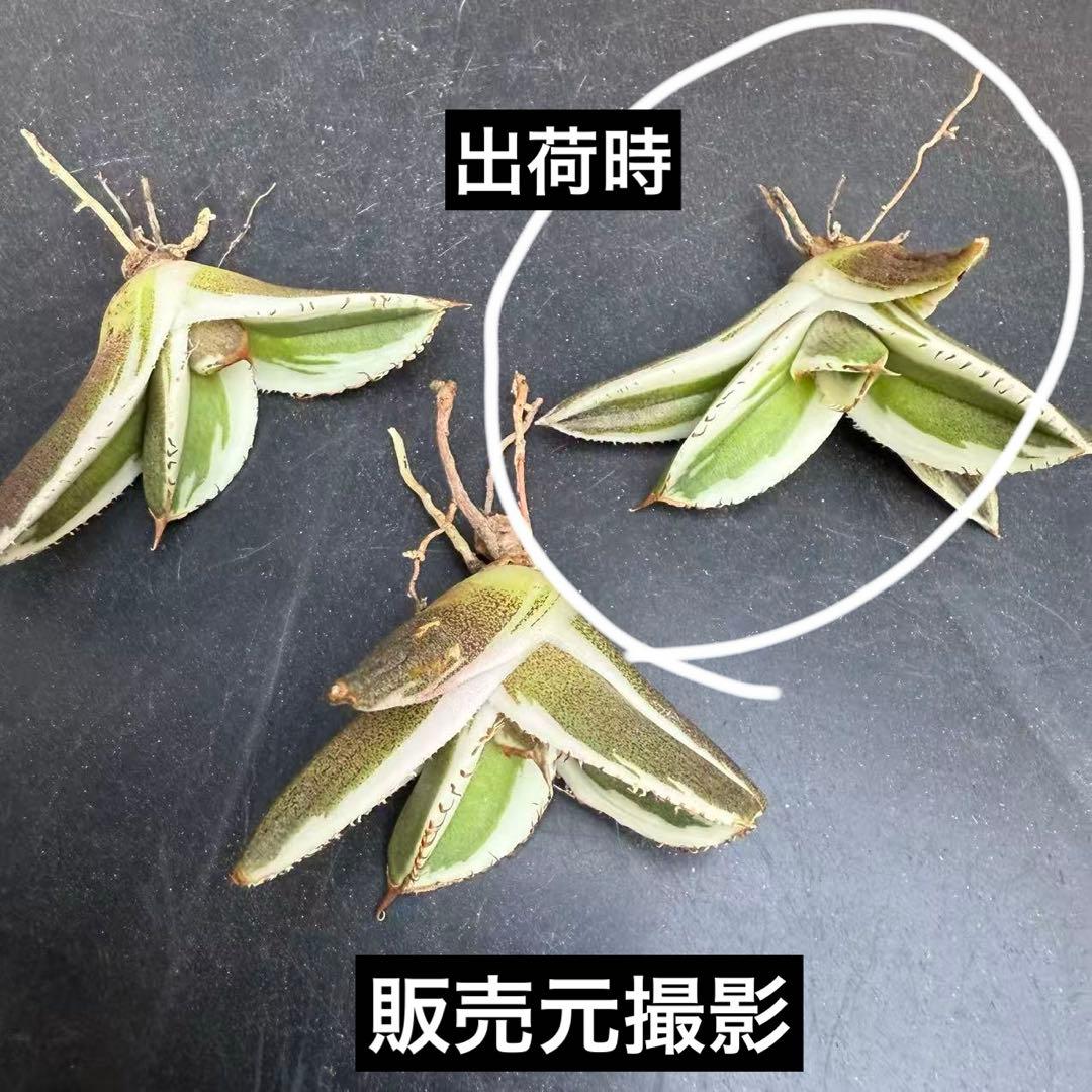 nk　リクエスト出品　鰐亀錦　BB錦　TC 匿名配送