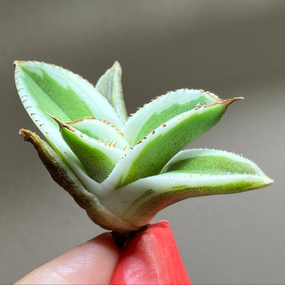 nk　リクエスト出品　鰐亀錦　BB錦　TC 匿名配送