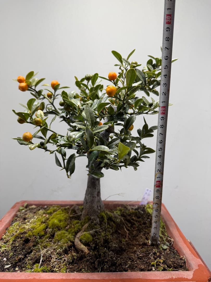 【ガチ盆栽】金豆　キンズ　太幹