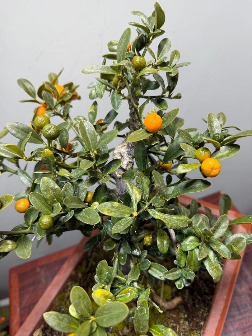 【ガチ盆栽】金豆　キンズ　太幹