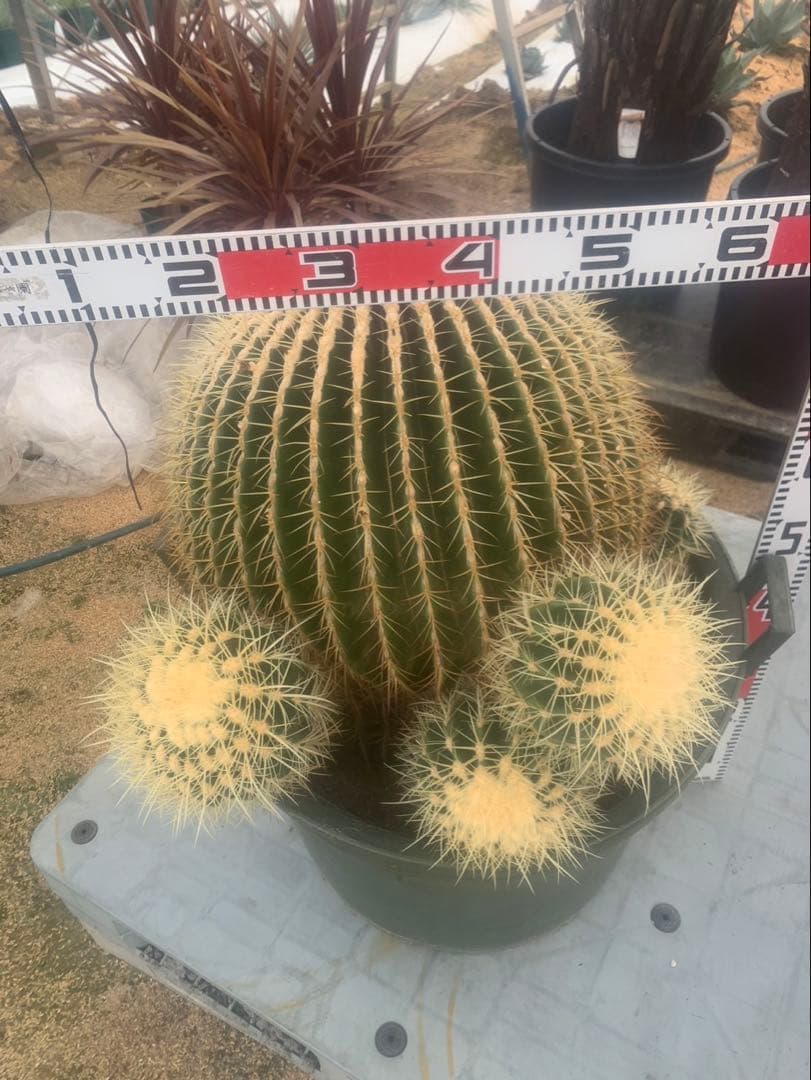 金鯱　サボテン　引取限定